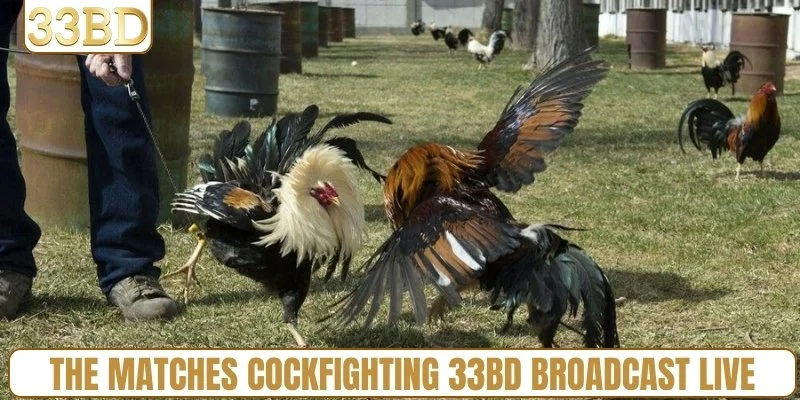 The matches cockfighting 33BD broadcast live on the homepage